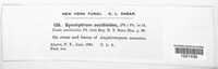 Synchytrium aecidioides image